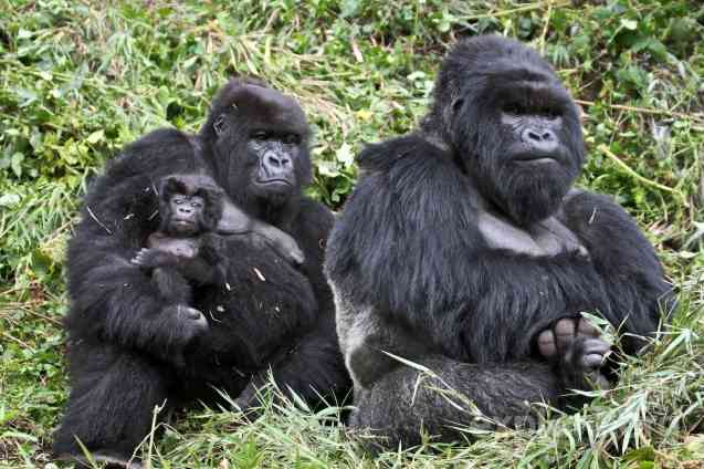 Rwanda gorilla family