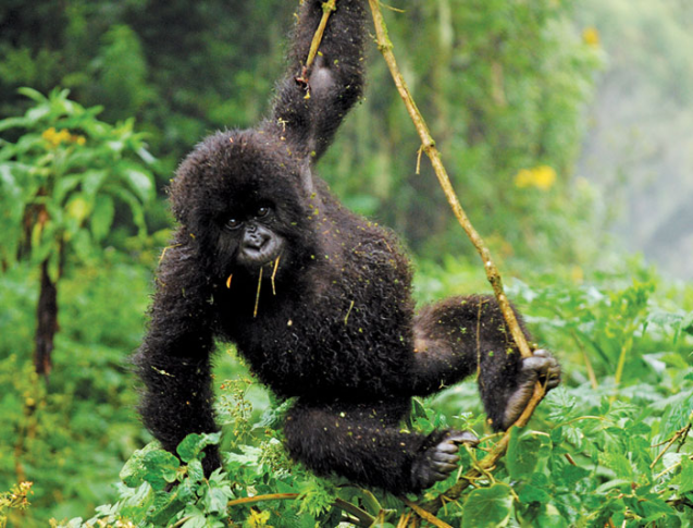 Rwanda gorilla tours