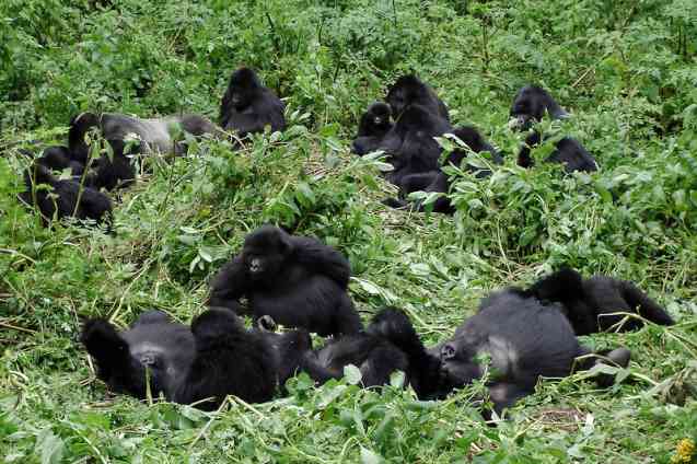 Rwanda gorillas, Volcanoes National Park