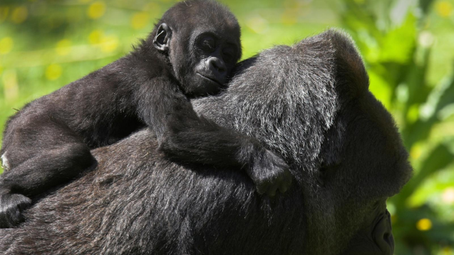 Rwanda gorillas trek, Volcanoes