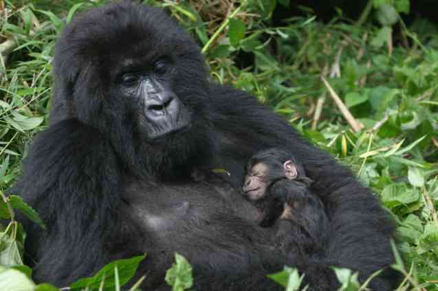 Rwanda mountain gorillas in Africa