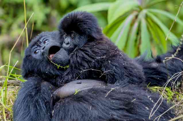 Gorilla trekking Rwanda