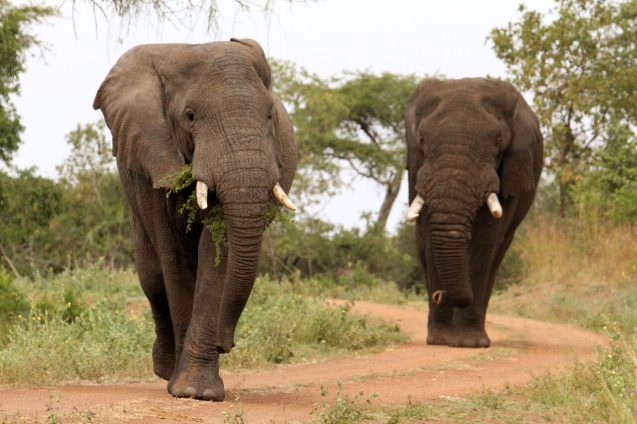 Akagera National Park