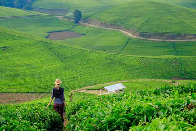 Rwanda tea plantations