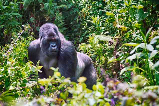 Silver back gorilla, Rwanda