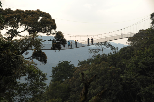 Nyungwe canopy walk