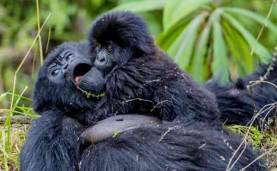 Gorilla Safari FAQs: A Quick Guide to Gorilla Trekking in Africa