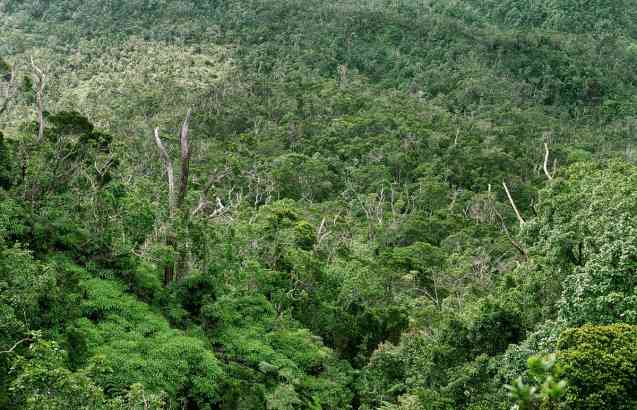 Bwindi Impenatrable Forest, Uganda