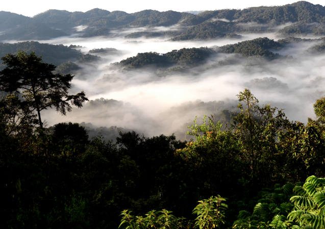 Nyungwe National Park