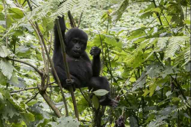 Baby gorilla Bwindi National Park