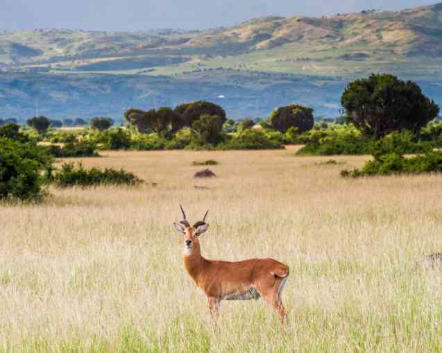 Cob antelope Queen Elizabeth National Park