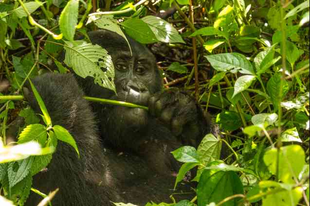 Uganda gorilla trekking