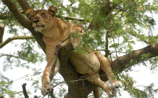The Best Time to Visit Uganda for Gorilla Trekking, Wildlife Safaris & More