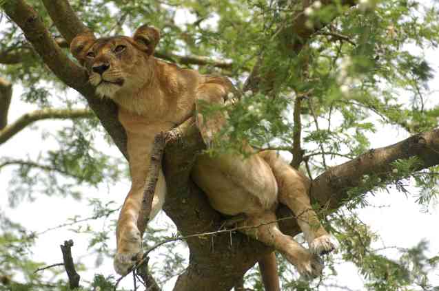 Uganda safari, tree-climbing lion