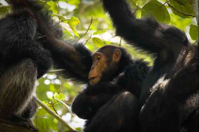 Chimpanzees in Queen Elizabeth National Park