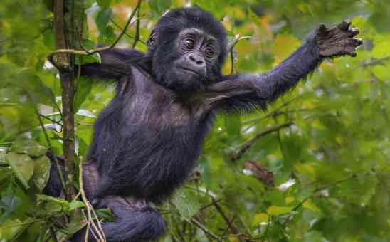How Much Does a Uganda Safari Cost?
