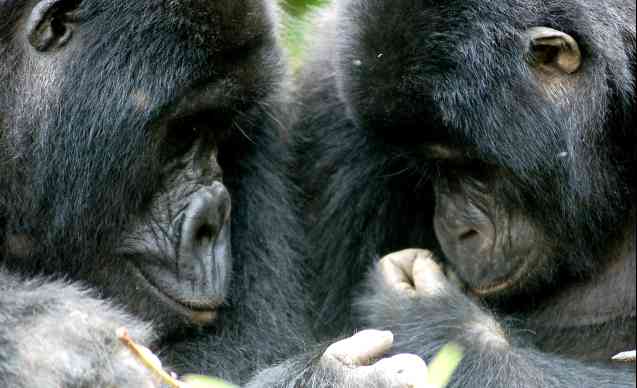 Uganda gorillas in Africa
