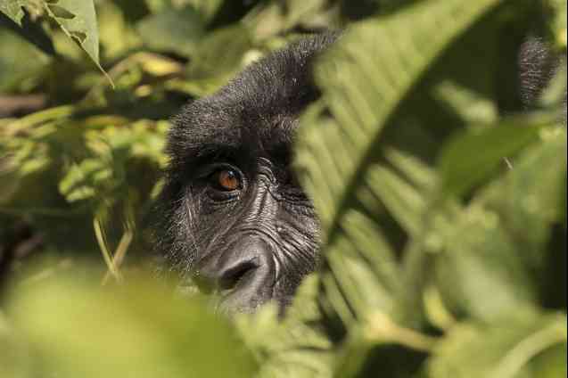 Mountain gorilla in Bwindi Impenetrable Forest