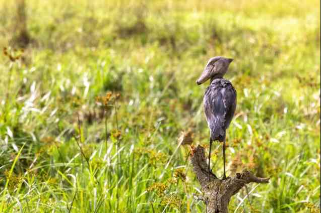 Shoebill stork Queen Elizabeth National Ppark