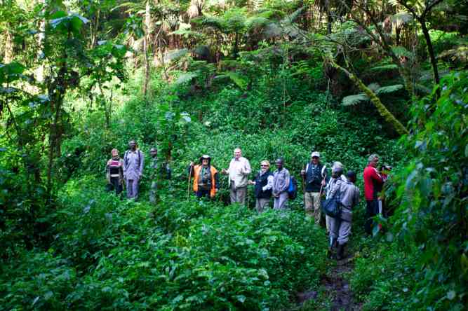 Things to do in Uganda, Gorilla trekking