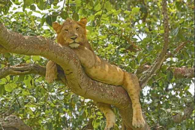 Tree climbing lion Queen Elizabeth National Park