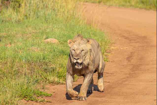 Pilanesberg National Park safari lion