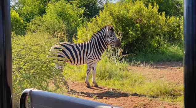 Pilanesberg safari zebra