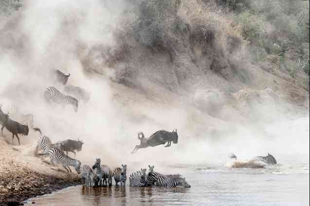 Wildebeest migration Mara River crossing