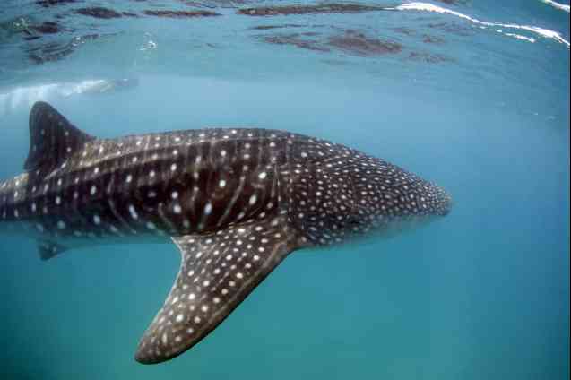 Mozambique diving - whale shark