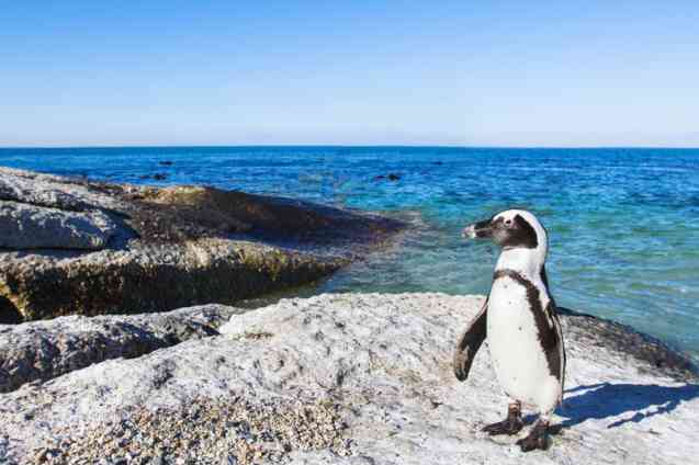 Boulders Cape Town pengins