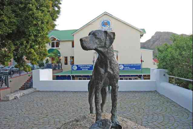Salty dog Simons Town, Cape Town