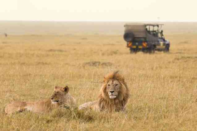 African lions, Masai Mara game drive