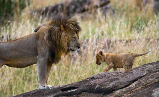 Lions, Masai Mara safari on a budget