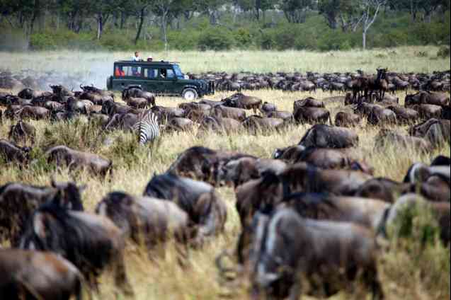 Masai Mara safari - great migration