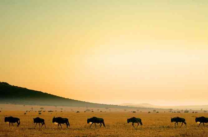 Great migration Masai Mara safari in Kenya