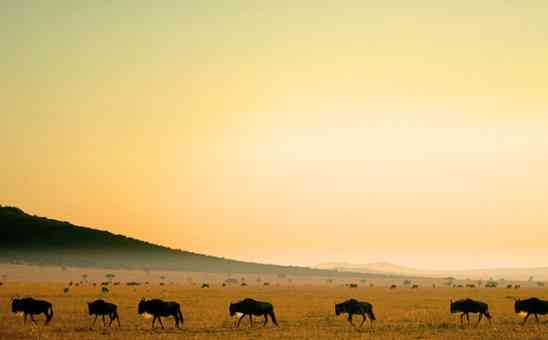 How to Do a Masai Mara Safari on a Budget: 8 Top Money-Saving Tips