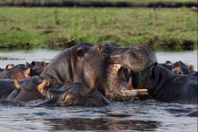 Chobe safari Botswana - hippos