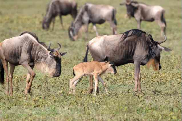 Serengeti safari, wildebeest calf