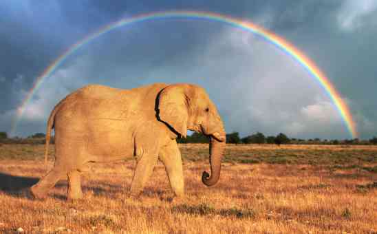 Your Big African Safari Planner: what to expect from the 6 top safari countries in Africa