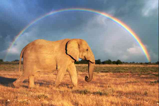Etosha elephant Namibia safari