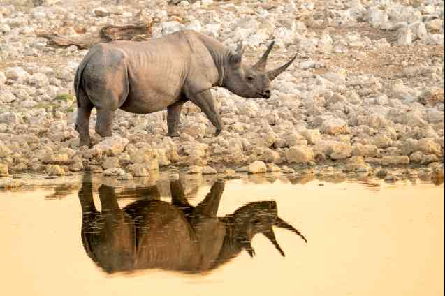 Etosha safari rhino