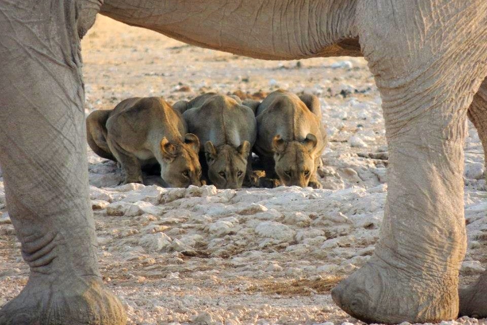 Affordable African Safari Tips Budget Safari Guide