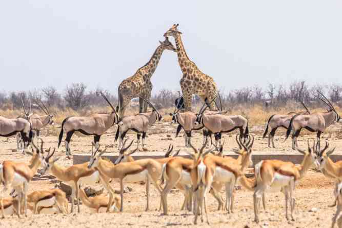 African antelopes and giraffes in Etosha