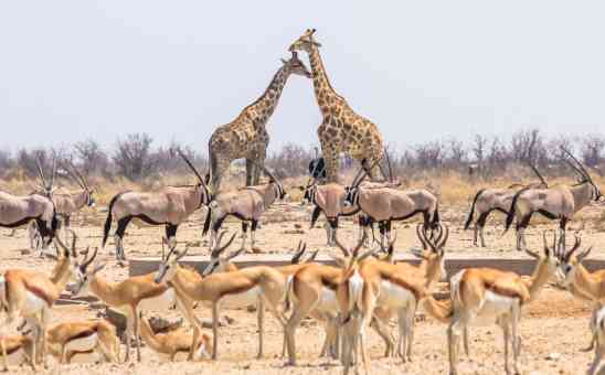 Gemsbok vs Eland: African antelopes compared from hoof to horn and where to see the big bucks