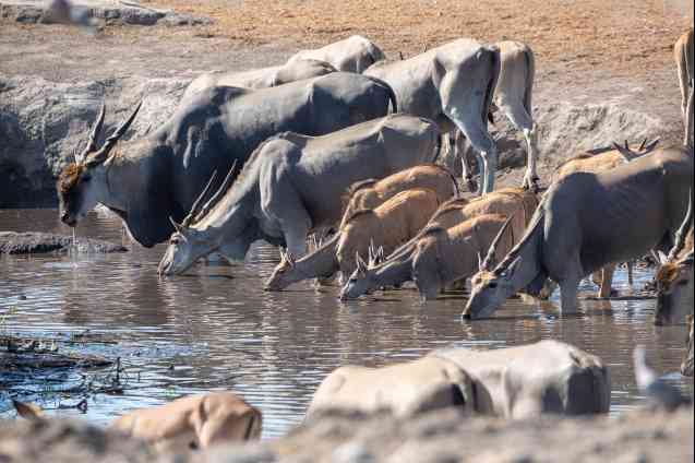 Eland drinking - Etosha, Namibia