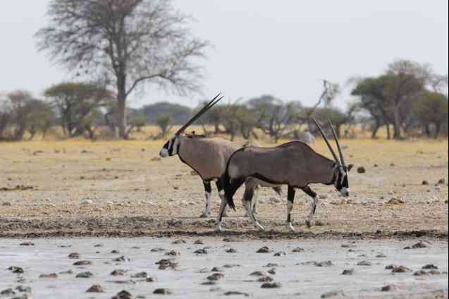 Oryx Nxai Pan, Botswana