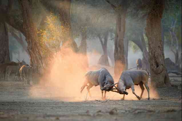 Eland bulls fighting, Mana Pools - Zimbabwe