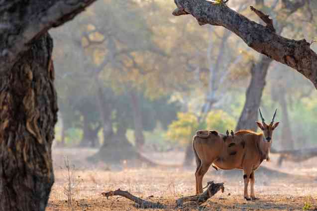Eland, Mana Pools Zimbabwe