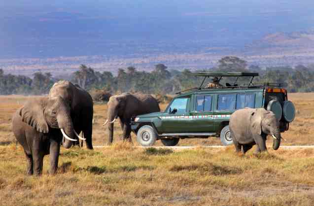 Big 5 safari elephants Masai Mara