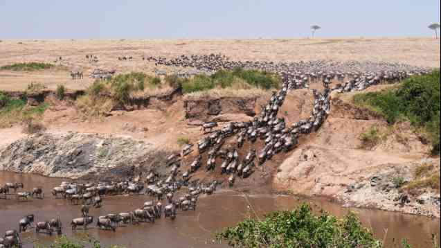 Mara River wildebeest migration